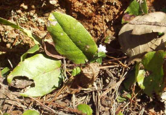 One of the earliest Springtime wildflowers Trailing Arbutus (Epigaea repens)