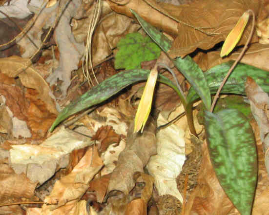 Trout Lilies have started to bloom! (Erythronium americanum)