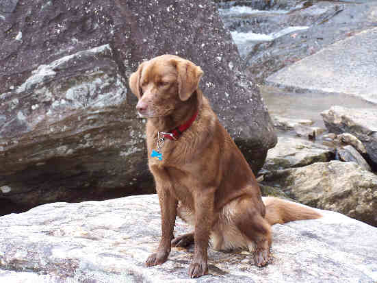 Today's trail dog "Bo" enjoyed the water!