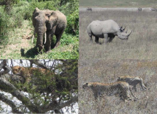 More wild!