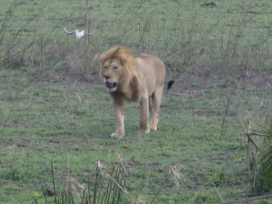 Most of the wild animal photos were taken as we drove through the Serengeti National Park.