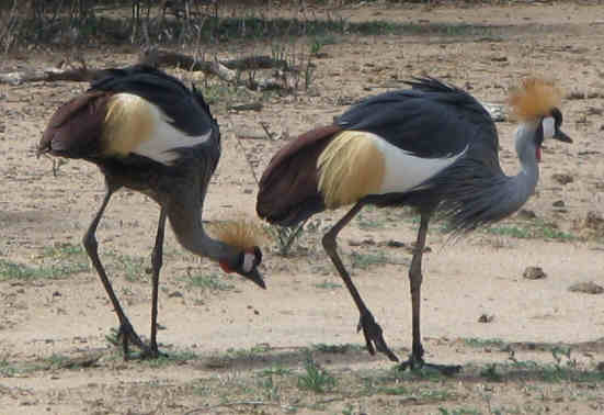 Golden Crowned Crane, national bird of Uganda.
