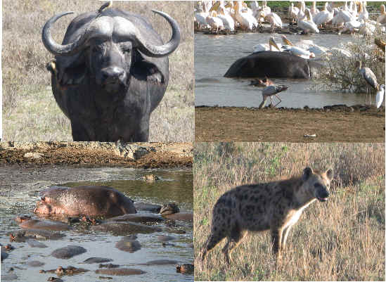 The Wild Kingdom