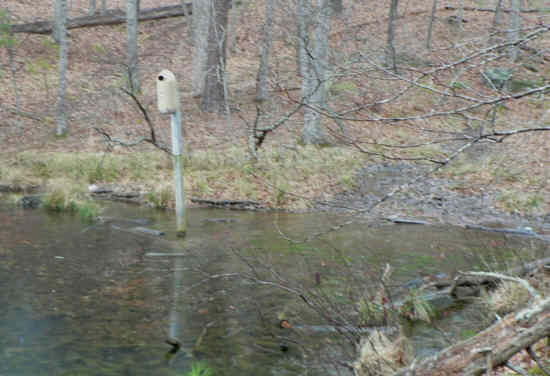 Wood Duck habitat.