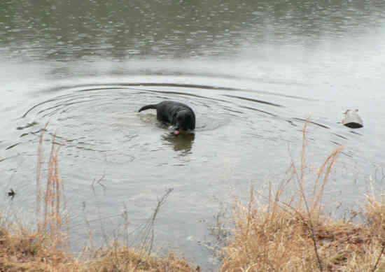 Jet thought it was another great day for a swim!