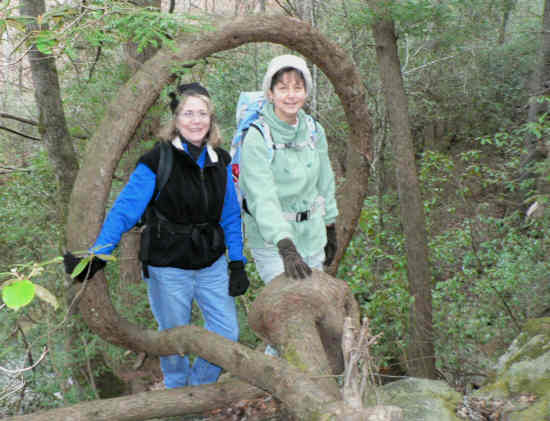 The famous circular Hemlock tree...still alive!