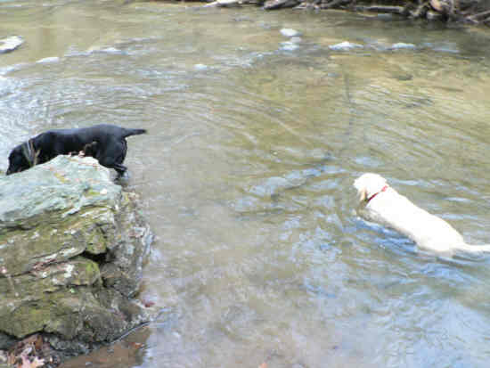 Jet and Nugget take every opportunity to get wet!
