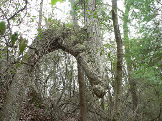 This unusual old tree looks like an Indian trail marker?