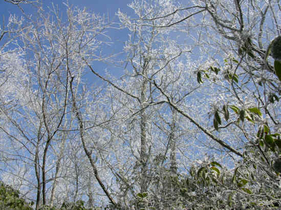 The trees were sparkling!