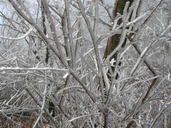 Beautiful rime ice up close.