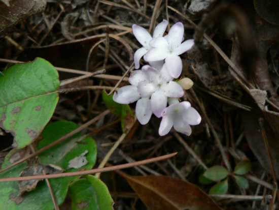 The start of wildflower season! Trailing Arbutus (Epigaea repens)