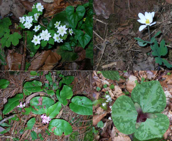 Lots of nice early-season wildflowers in bloom! (top left & clockwise) Rue Anemone, Bloodroot, Purple Toadshade Trillium, Trailing Arbutus.