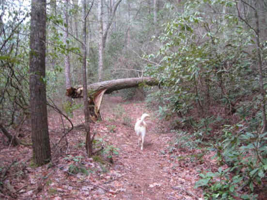 A recent tree fall.