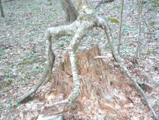 Another of natures marvels...Tree appears to be walking. Seedling grew on a dead tree stump and over the years, the stump rotted away, leaving the tree on stilts.