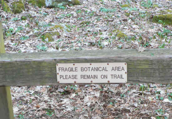 This area is thick with wildflowers.