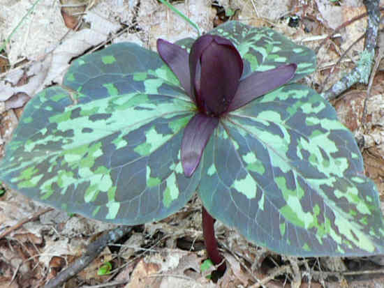 There were hundreds of these Purple Toadshade Trilliums. .
