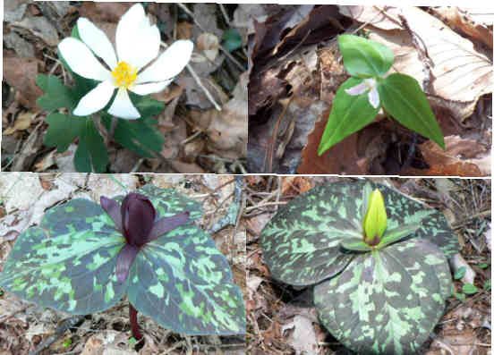 Some of today's wildflowers. Top left then (clockwise) Bloodroot, Persistent Trillium, Yellow Toadshade Trillium and Purple Toadshade Trillium.