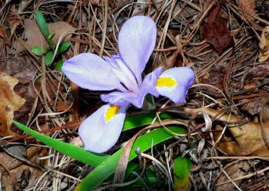 Dwarf Iris (Iris verna).