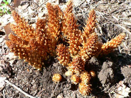 We saw lots of Squawroot (Conopholis americana). .
