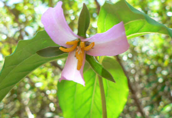 The area was loaded with Catesby's Trillium (Trillium catesbaei)