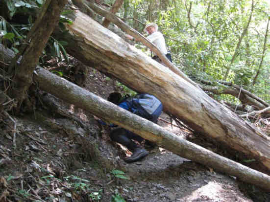 The only bad spot on the East Fork trail is this large tree-fall.