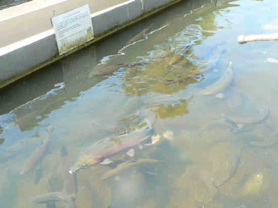 Very large brood stock Rainbow Trout at the hatchery.