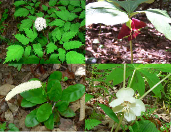 Some of today's wildflowers (top left then clockwise) Red Baneberry, Vasey's Trillium, Mayapple and Devil's Bit.