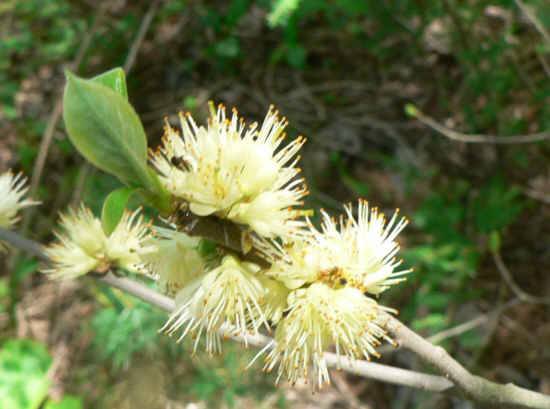 Horse-sugar (Symplocos tinctoria)