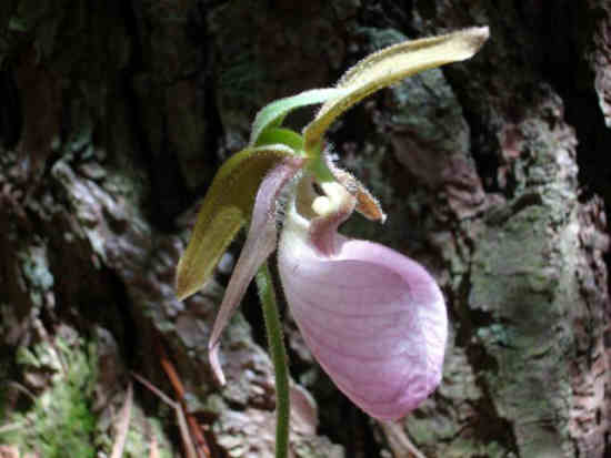 Pink Lady Slippers were blooming!