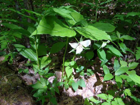 Several varieties of Trillium were blooming. .