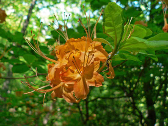 Flame Azalea!