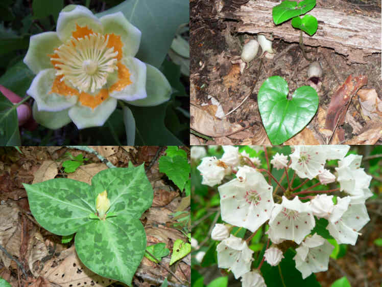 Some of today's wildflowers! (top left - then clockwise)Tulip Poplar, Wild Ginger (shuttleworthii), Mountain Laurel, Trillium discolor.