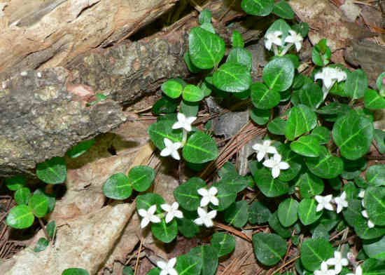 Partridge-berry (Mitchella repens)