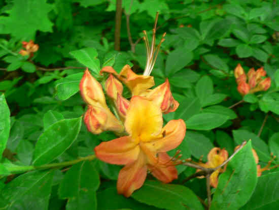 The beautiful Flame Azalea!