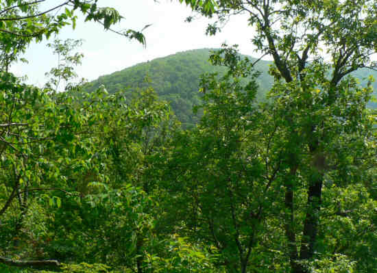 Looking up toward Tray Mountain from the trail.