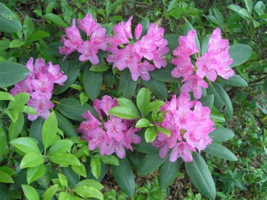 Beautiful Catawba Rhododendrons were everywhere!