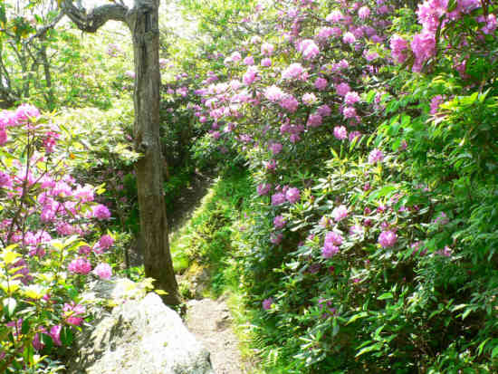 Beyond the summit we pass though a section of the trail that looks like a botanical garden!