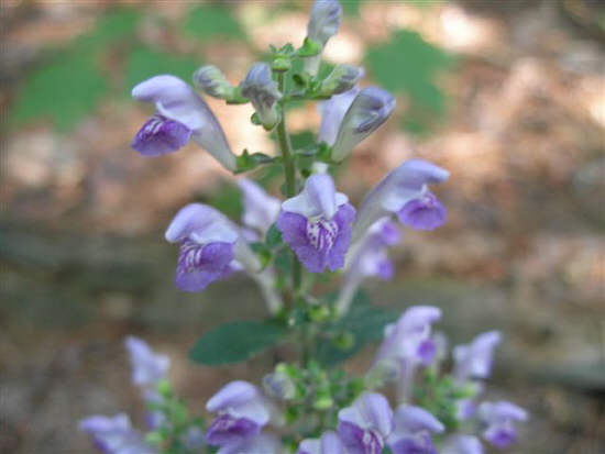 Hairy Skullcap (Scutellaria elliptica)