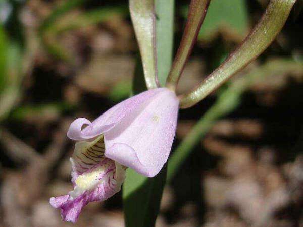 We found a new (for us) wildflower. A Rosebud Orchid (Cleistes bifaria).