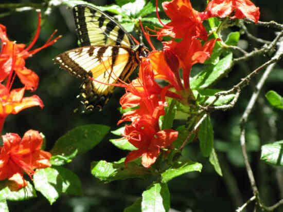 Swallowtail Butterfly enjoying the beautiful Flame Azalea.
