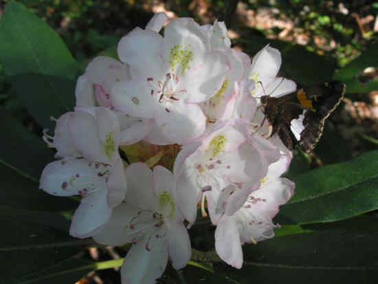 Rosebay Rhododendron with Skipper Butterfly.