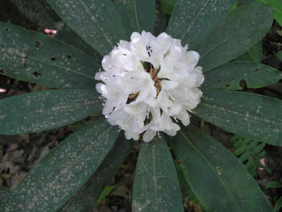 Rosebay Rhododendron (Rhododendron maximum) .