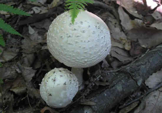 I wonder if these are edible?