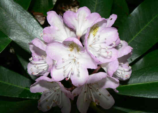 Rosebay Rhododendron (Rhododendron maximum) .