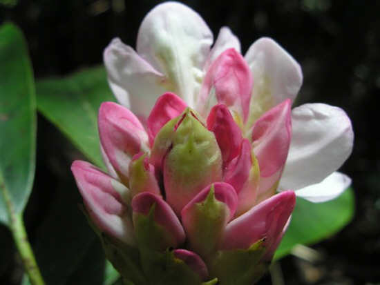 Rosebay Rhododendron bud just beginning to open.