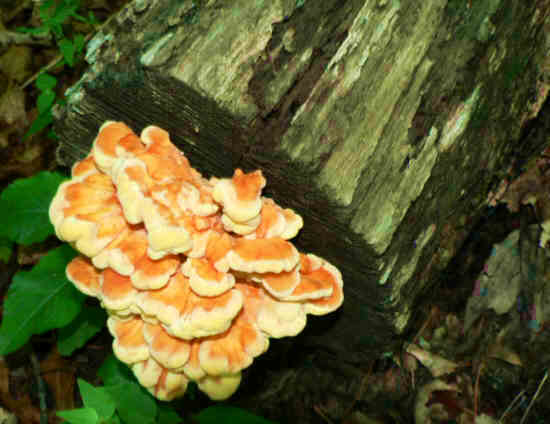 Beautiful fungi!