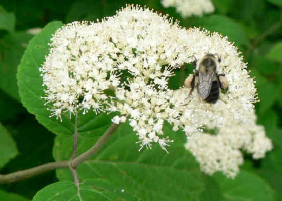 Bumblebee enjoying the Wild Hydrangea. .