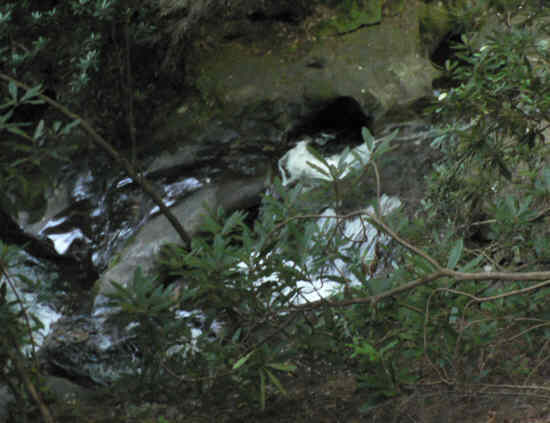 All along the hike, we hear rushing water and see small waterfalls and rapids.