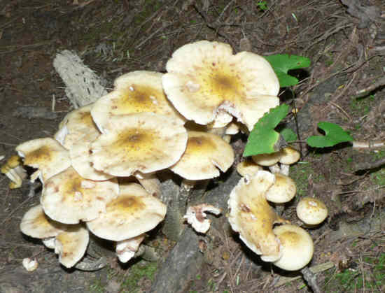 Edible??
