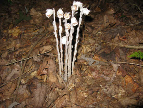 Indian Pipes (Monotropa uniflora) - A flowering plant which has no chlorophyll. It lives on the decaying roots of other plants. .